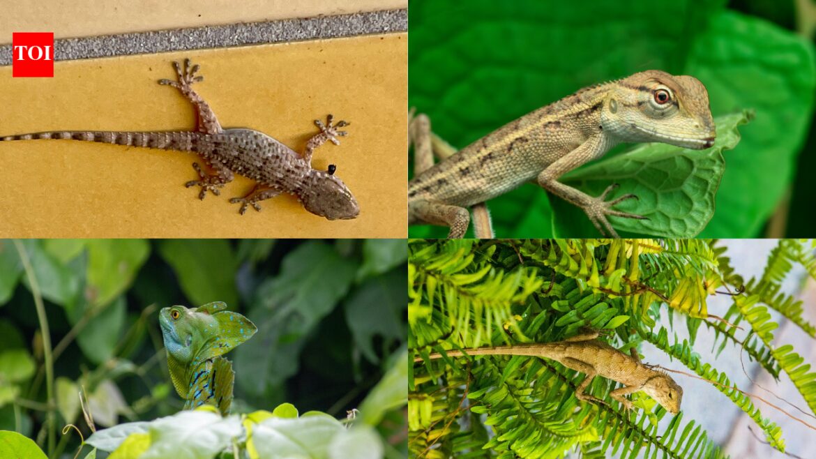 8 plants that keep lizards away from your home and garden
