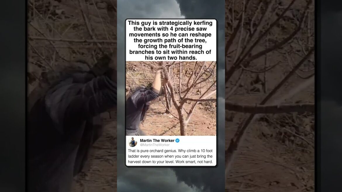 WHY THIS GARDENER IS SAWING HIS TREES