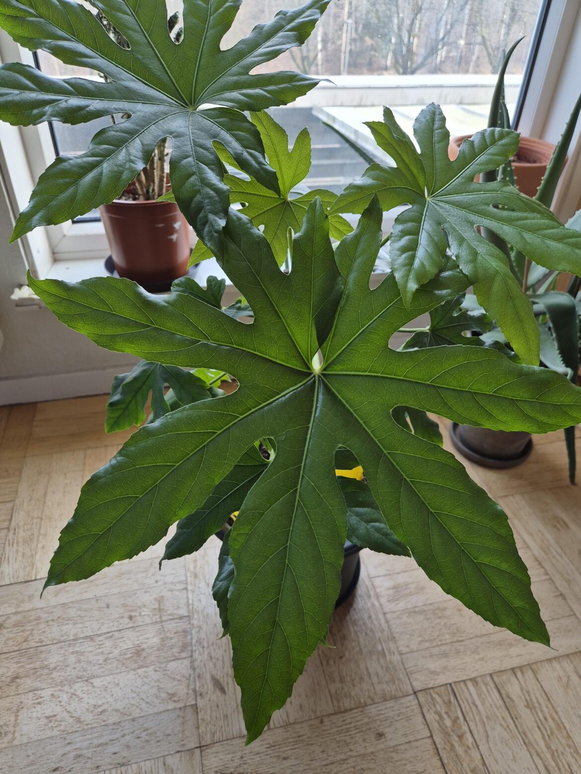 After barely surviving for 2 years since I bought it, my fatsia japonica is finally thriving!
