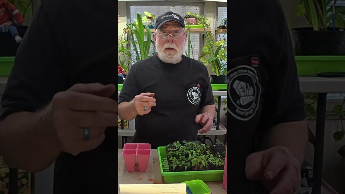 3. Micro Tomatoes Best Professional Container Mix 3. Micro Tomatoes Best Professional Container Mix