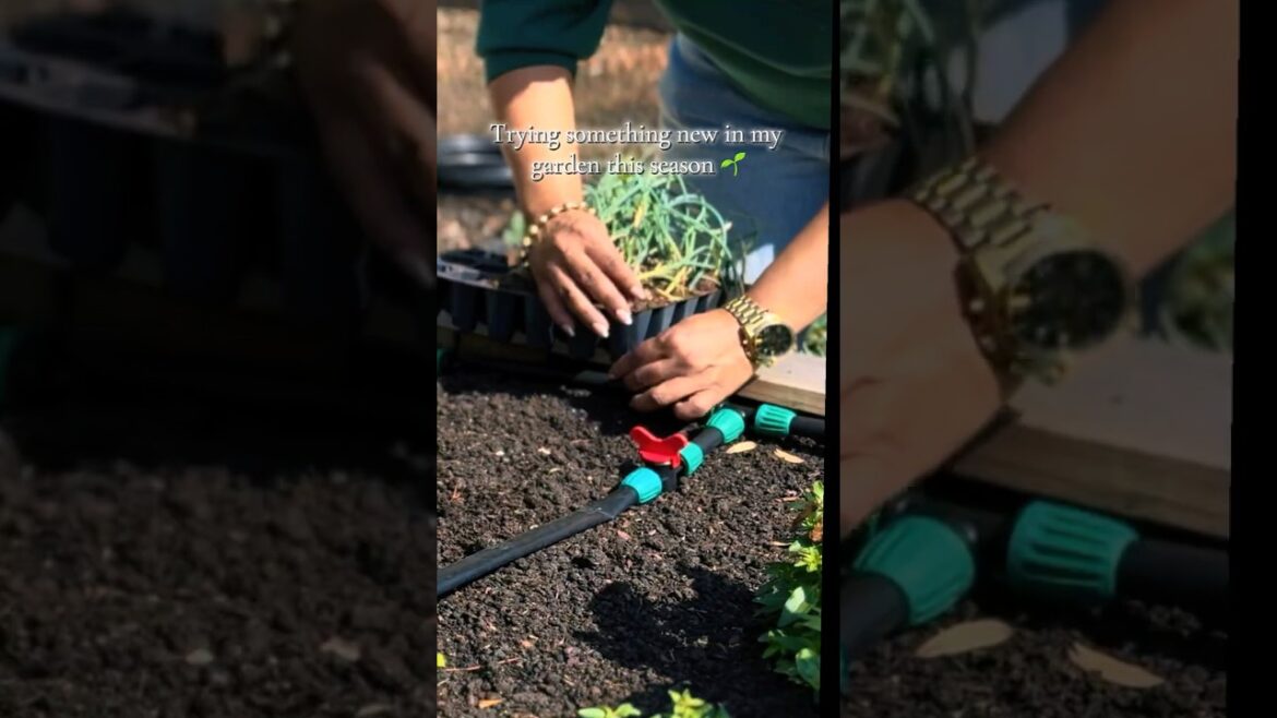 I Planted Onions All Over My Garden… Here’s Why
