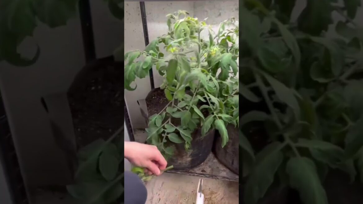 Remove Yellow Branches To Keep Tomato Plants  Healthy #vegetablegardening #gardeningtips #shorts