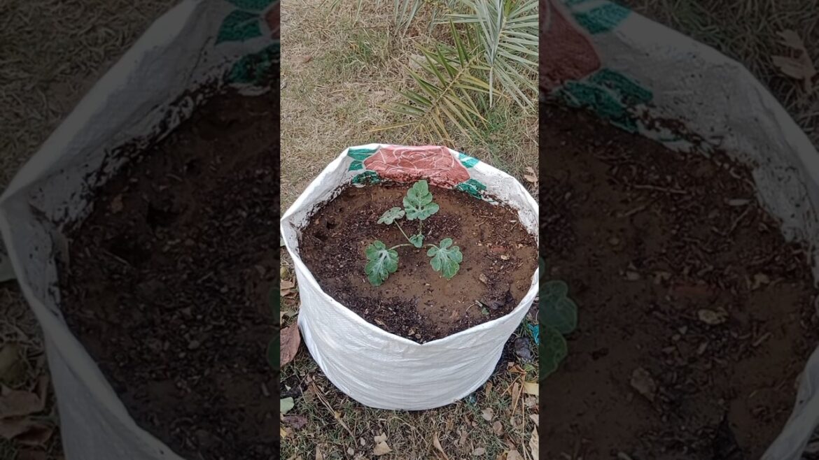 How to make a big size grow bag #homegarden #growbag #gardentips #viralshort #viralvideo #