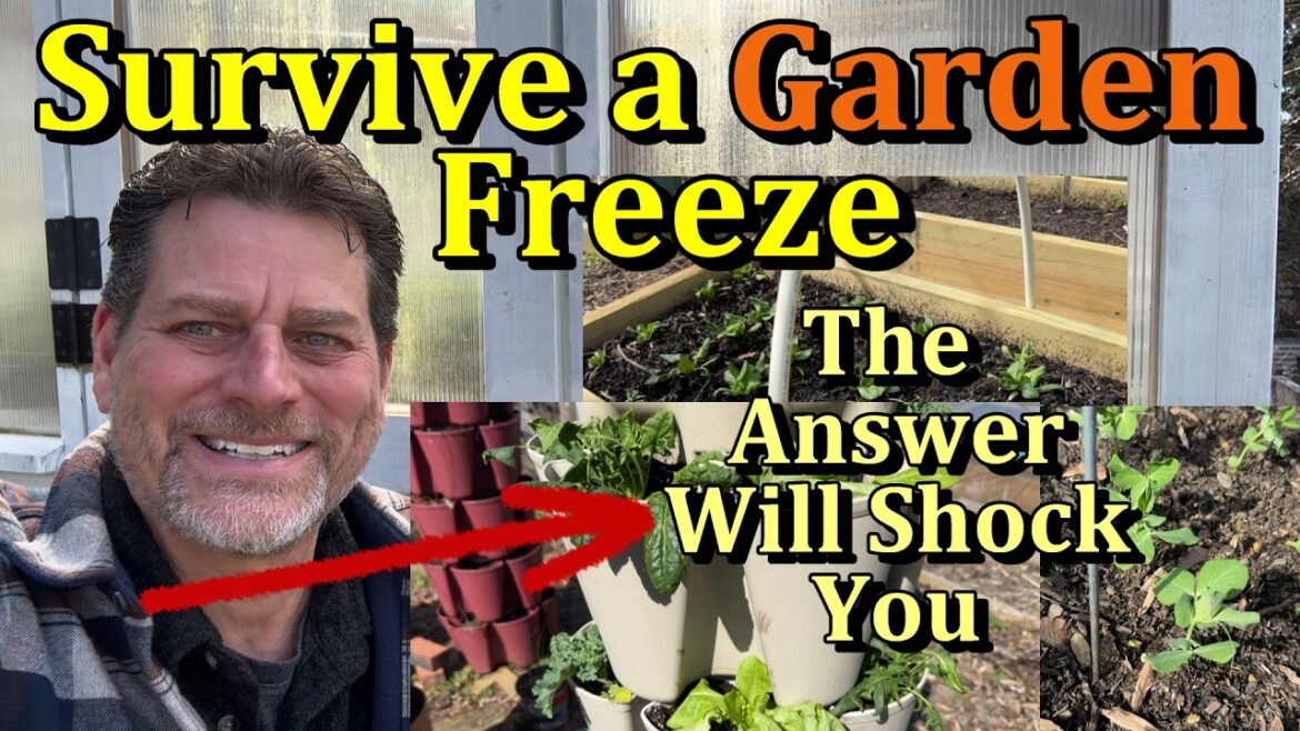 Gary Pilarchik: How to Beat a Garden Frost or Freeze for Cool Weather Crops (Just Do One Thing) How to Beat a Garden Frost or Freeze for Cool Weather Crops (Just Do One Thing)