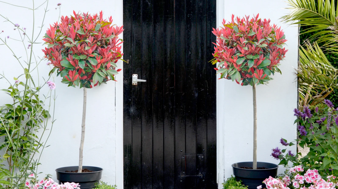 ‘Beautiful’ £22 Red Robin shrub adds ‘splash of colour’ to gardens and brings ‘smiles every morning’ Devon Live
