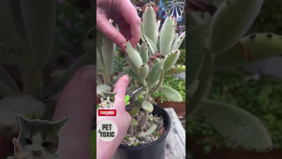 Plants So Cute They Look Edible Plants So Cute They Look Edible