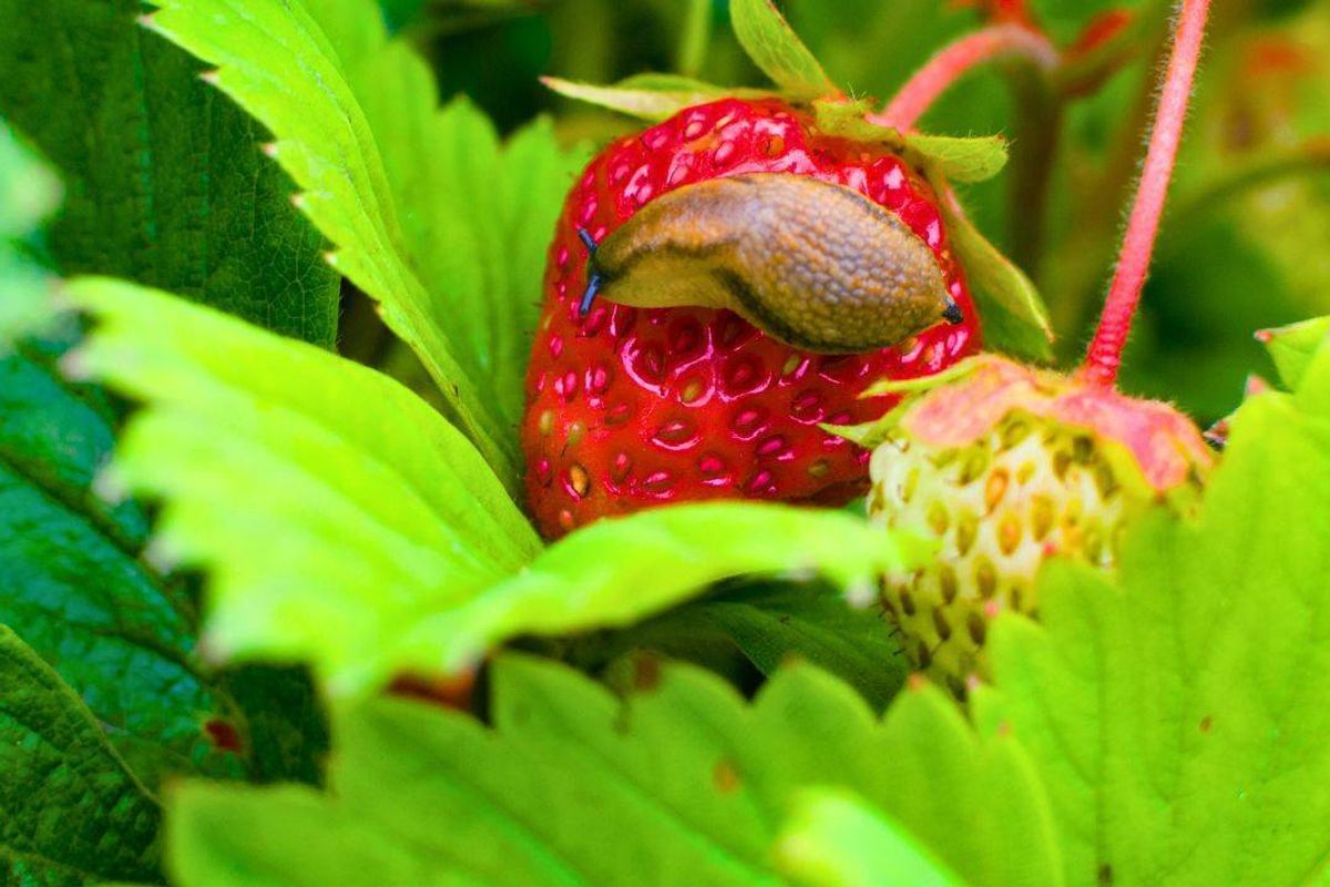 Strawberry plants will stay healthy and slug-free if you place 1 simple item in the garden soil