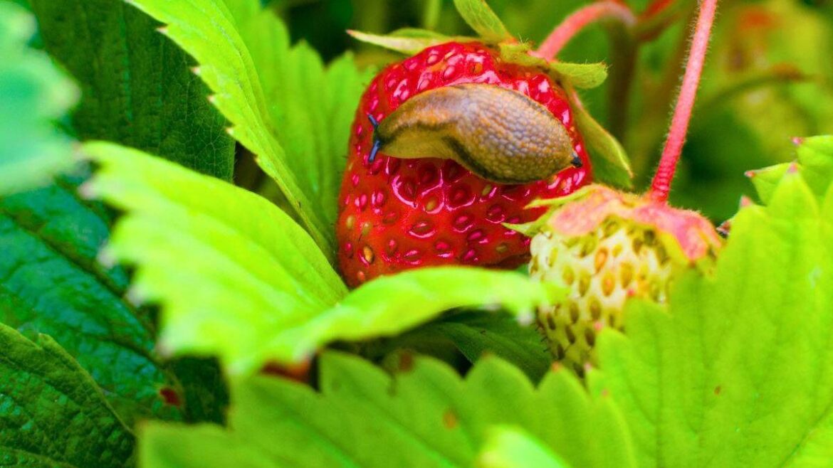 Slugs avoid strawberries when gardeners apply one natural item to soil RSVP Live