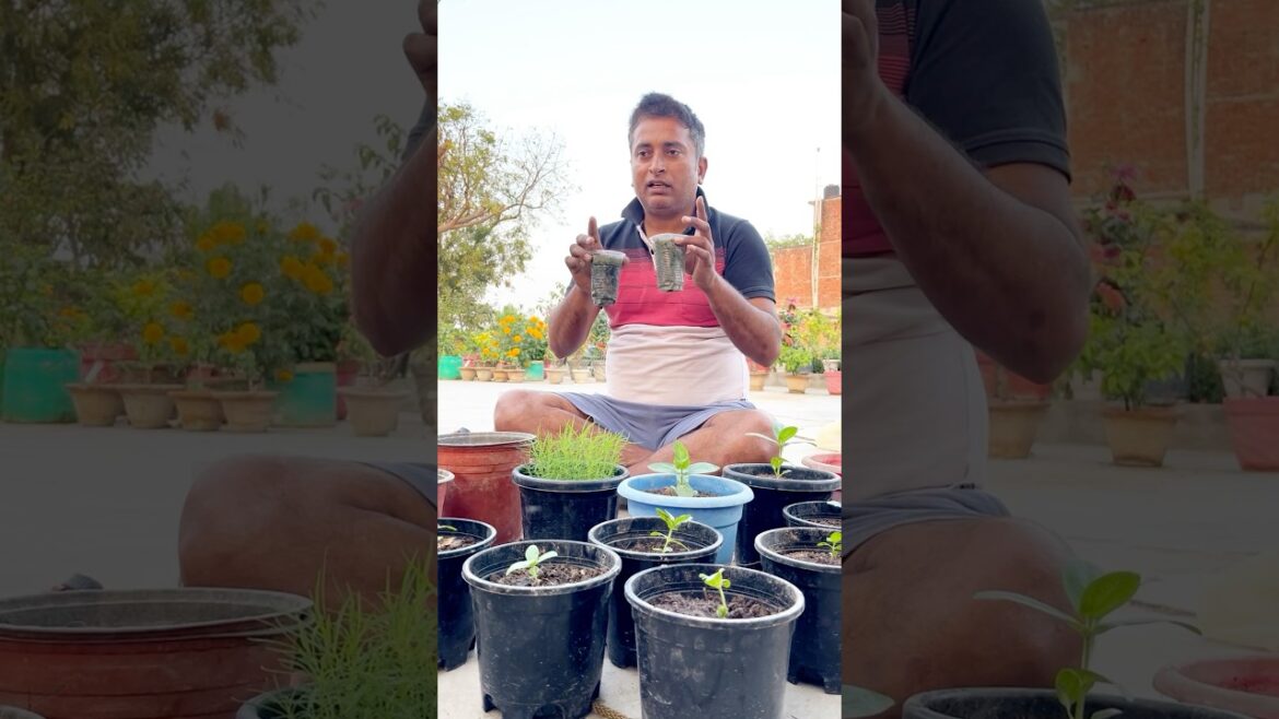 कोचिया-जिनिया रिपॉटिंग #garden #gardening #plants #gardeningtips #viral #trending #shorts #short कोचिया-जिनिया रिपॉटिंग #garden #gardening #plants #gardeningtips #viral #trending #shorts #short
