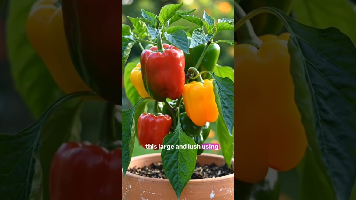 Cultivate capsicum at home without any investment #shorts #ytshorts #usashorts