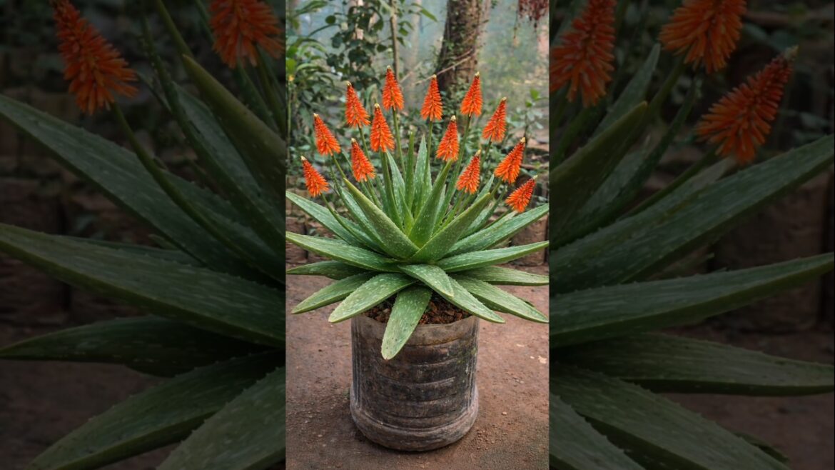Aloe Vera Repotting 🌿 Make Old Plant Healthy Again Aloe Vera Repotting 🌿 Make Old Plant Healthy Again