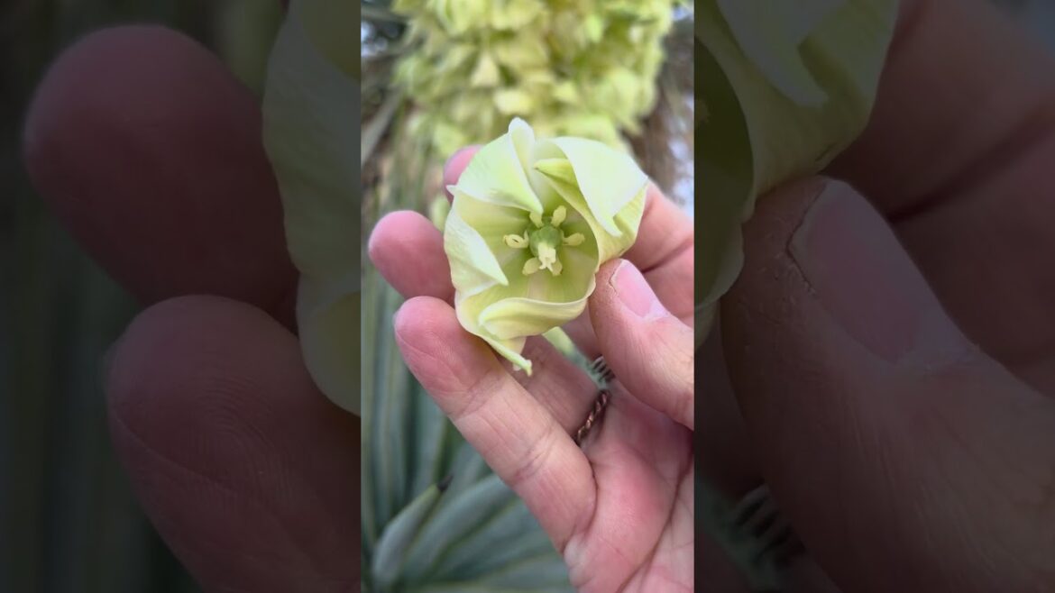 Edible Yucca