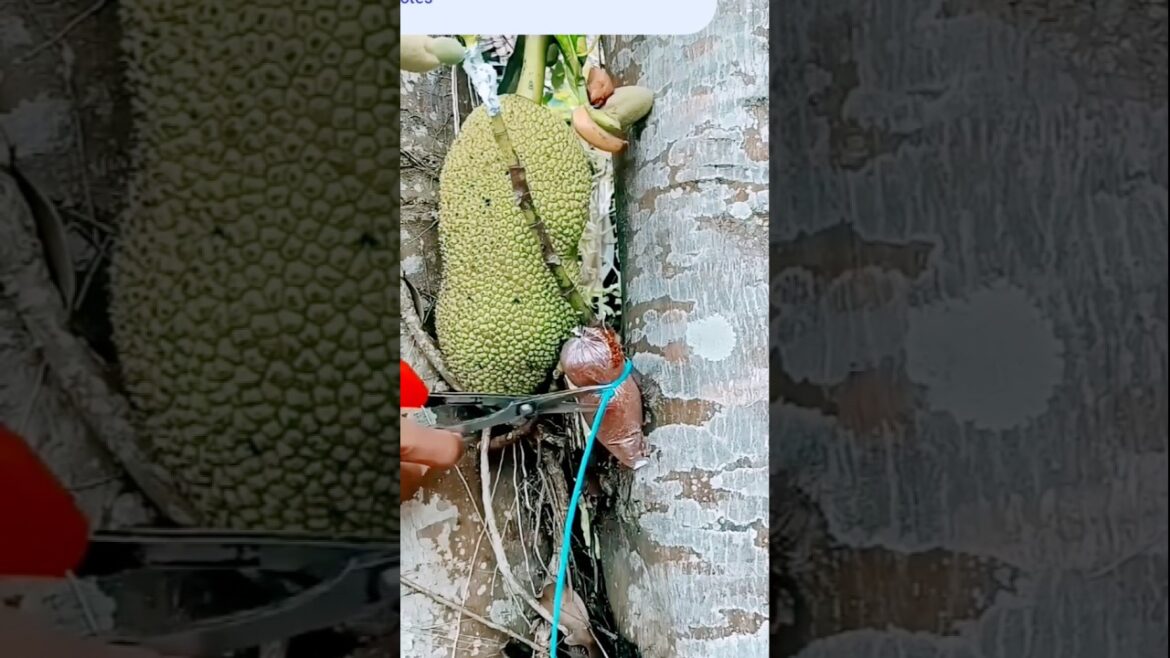garden tips #tips #garden #grafting #shorts #shortvideo