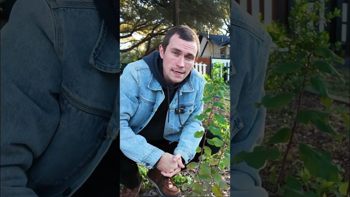 The Most Underrated Native Tree for Yards