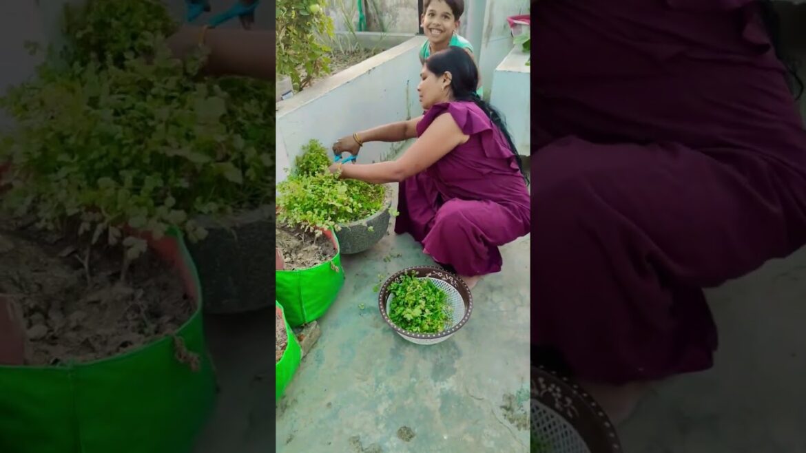 time per vegetable harvest kar lena chahie |terrace garden |kitchen garden |#garden #farming #shots time per vegetable harvest kar lena chahie |terrace garden |kitchen garden |#garden #farming #shots