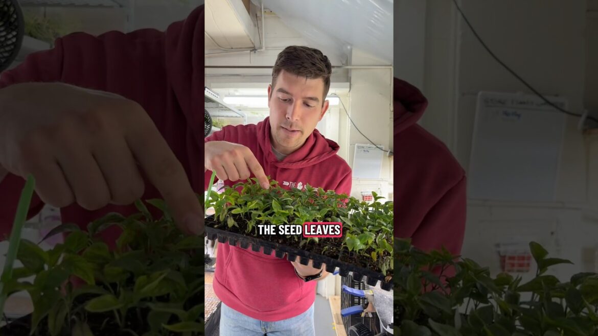 The TRUTH About Fertilizing Seedlings #gardening #garden #gardeningtips