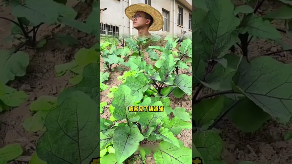 Master Intercropping for Vegetable Gardening Success