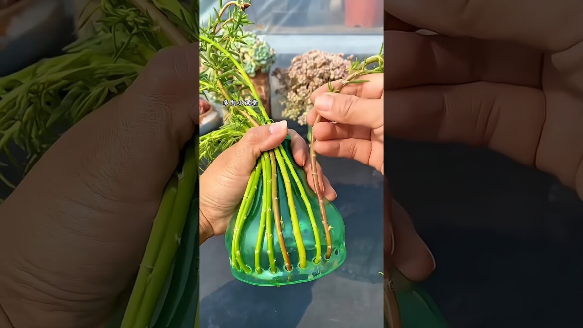 Grow Colorful Succulents in Bottle | Easy Gardening Tips #Gardening