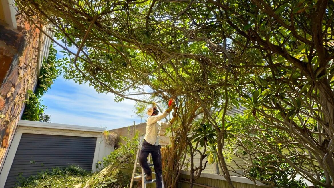 This ABANDONED Yard Was SO BAD The Neighbors Lost Hope — Until THIS HAPPENED This ABANDONED Yard Was SO BAD The Neighbors Lost Hope — Until THIS HAPPENED
