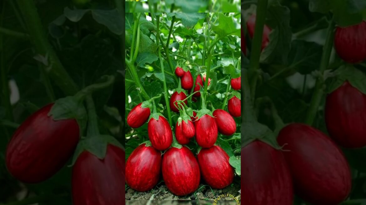 Every seed planted with...hope, harvested with joy #farming #asmr #freshlypicked #shortsvideo#garden