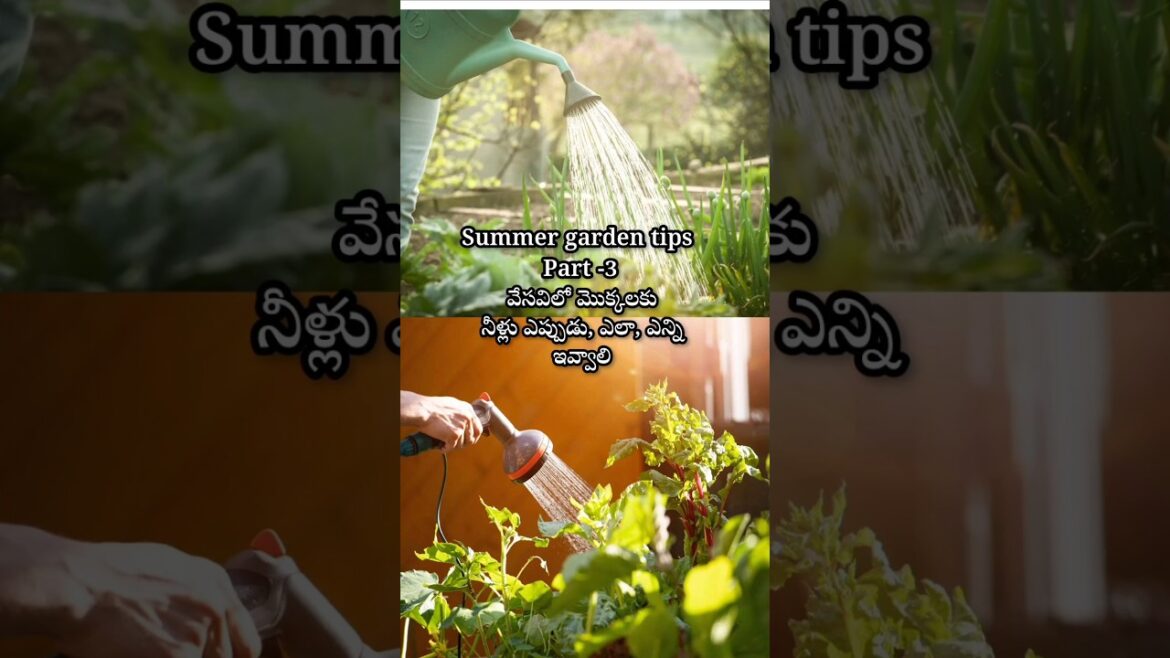 summer garden tips part -3#youtubeshorts #viralshorts #gardentips