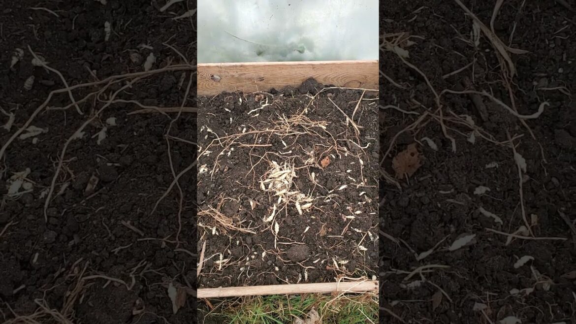 Grow Chinese Artichokes,  a Great Edible!  #gardening #permaculture #offgrid #selfreliance