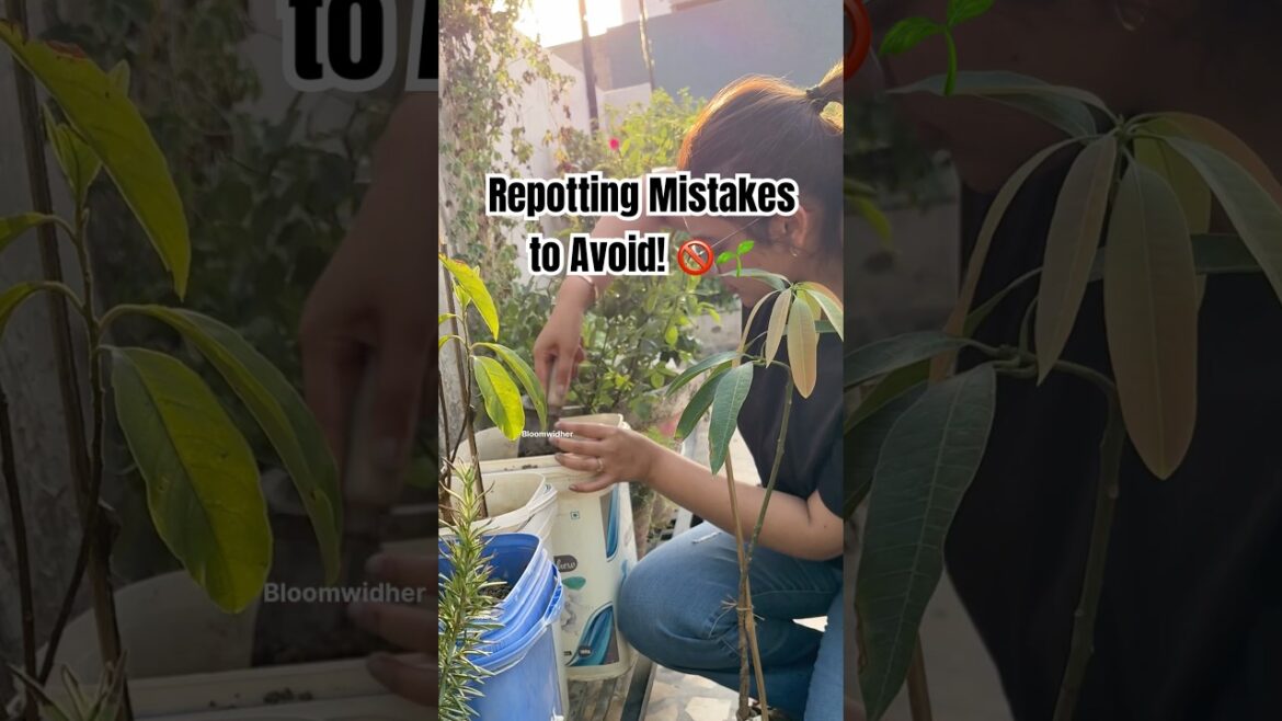 Why Plants Die After Repotting | Grafted Fruit Plant Repotting Tips for Beginners #gardening #short Why Plants Die After Repotting | Grafted Fruit Plant Repotting Tips for Beginners #gardening #short
