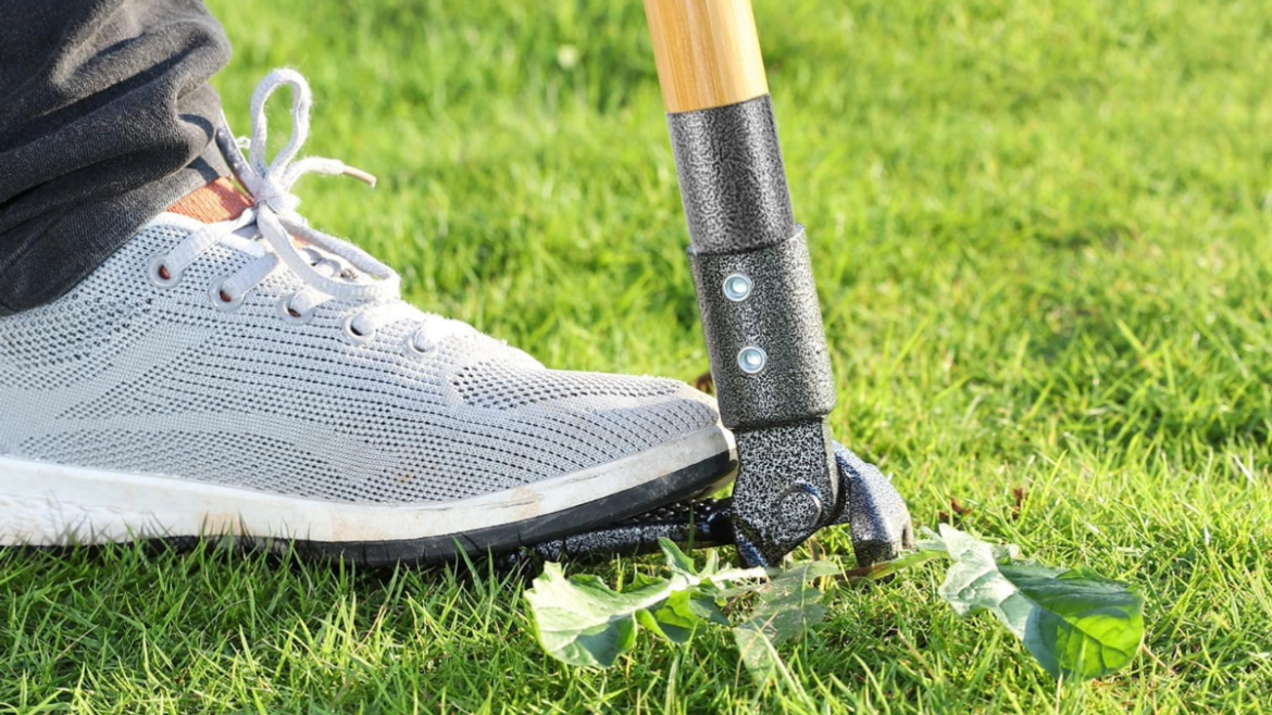 Gardeners hail ‘life-saver’ £25 weed remover that tackles ‘stubborn dandelions easy’ Daily Mirror