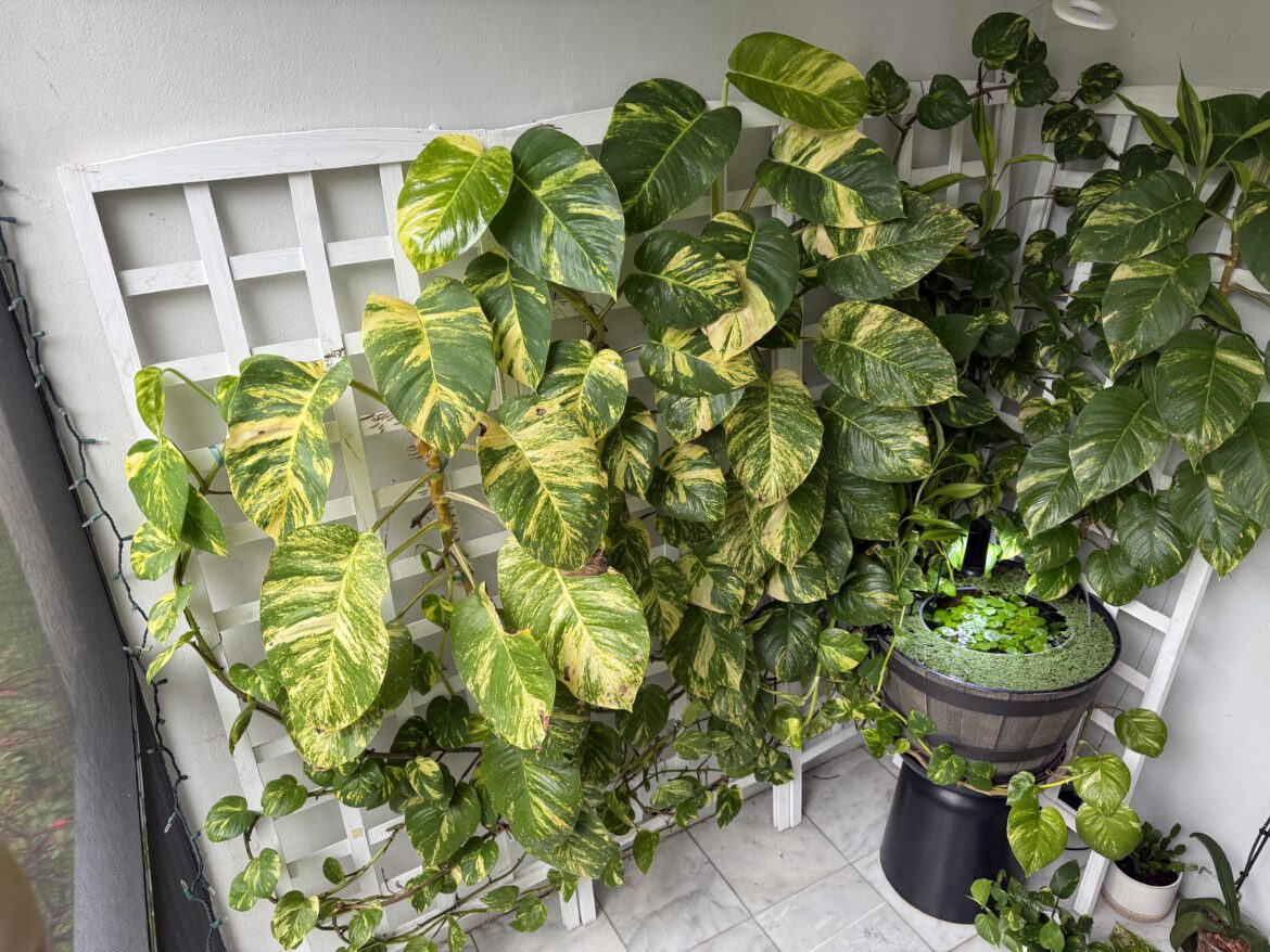 Pothos Balcony Update 🌱
