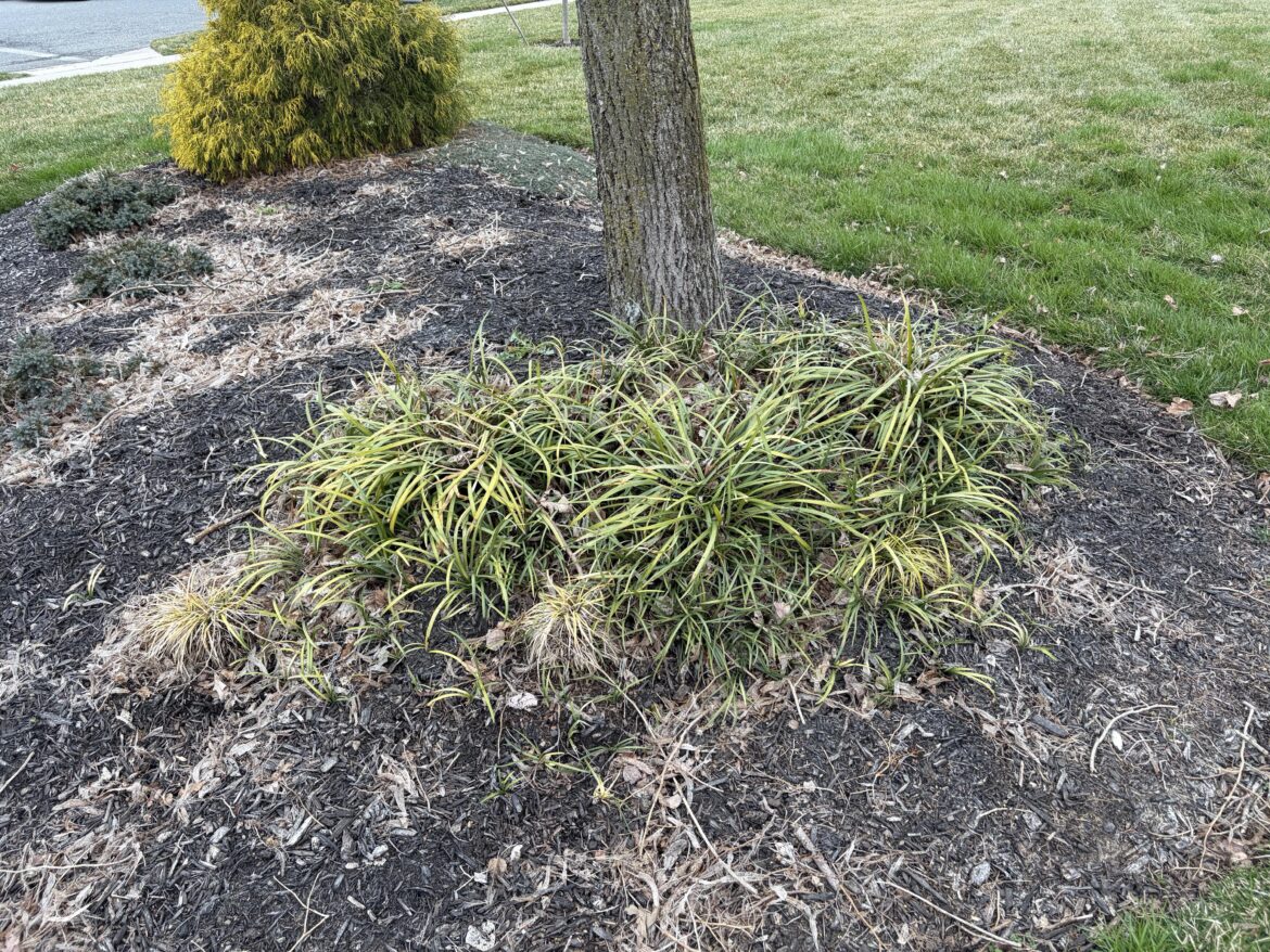 Do I need to do anything with this Pennsylvania hedge?