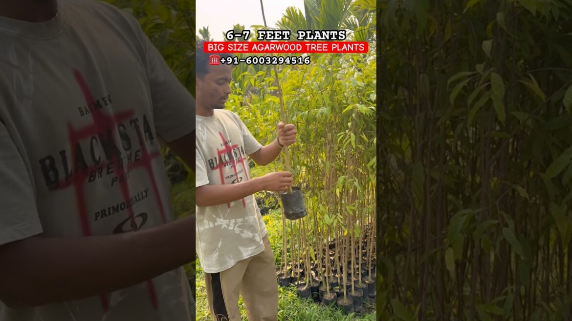 BIG SIZE AGARWOOD TREE PLANTS WHOLESALE NURSERY| AGARWOOD PLANTS FARMING #agarwood #agarwoodplants BIG SIZE AGARWOOD TREE PLANTS WHOLESALE NURSERY| AGARWOOD PLANTS FARMING #agarwood #agarwoodplants