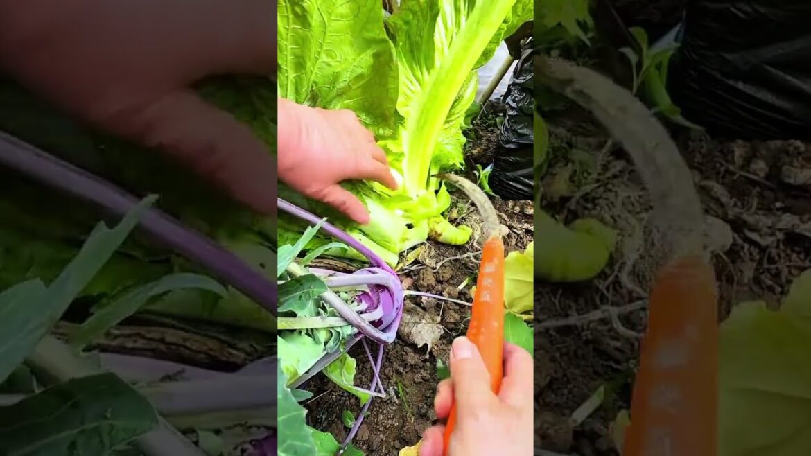 Harvesting leafy green vegetables from a garden bed using a curved hand sickle for clean cutting