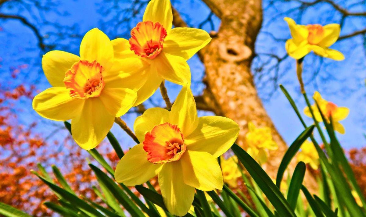 Anyone with daffodils should do a quick 5-second task before they start wilting