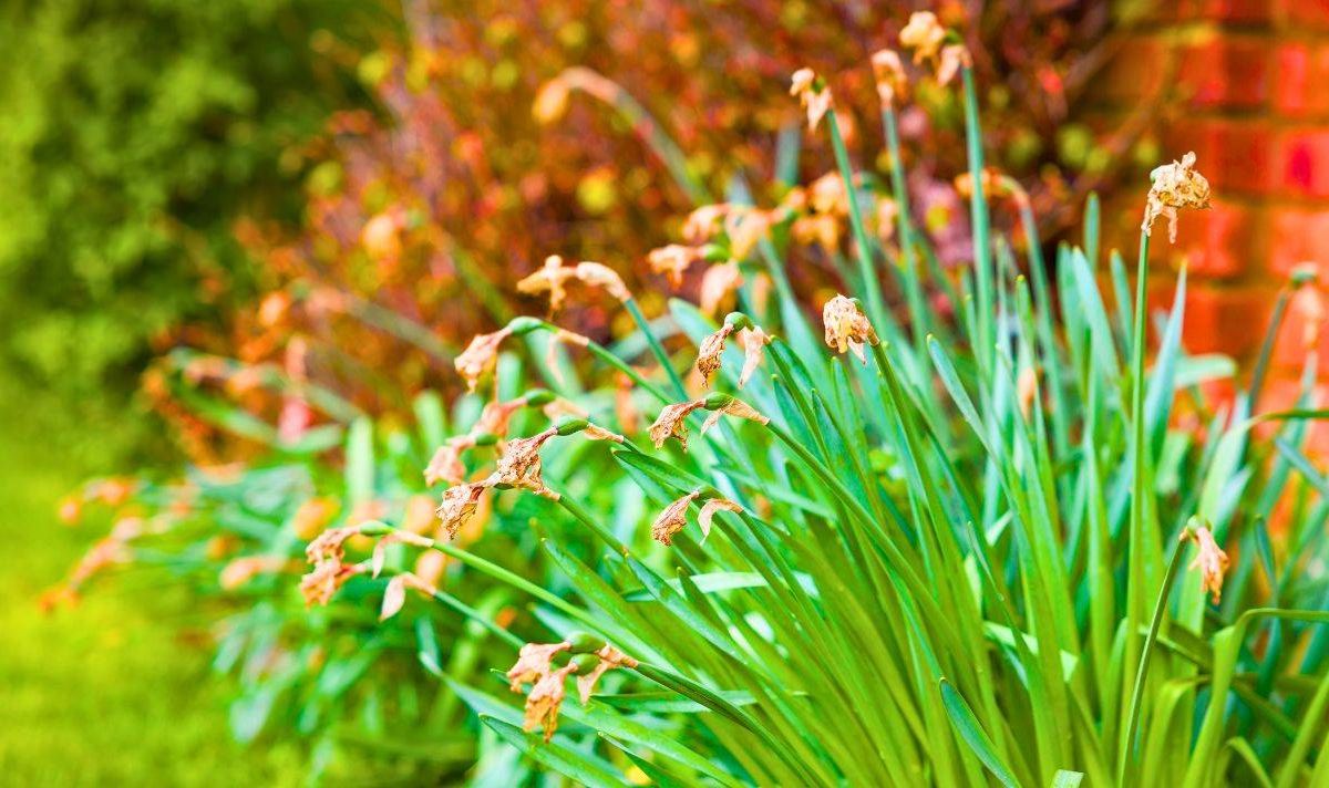 Picture of dead daffodils in a garden