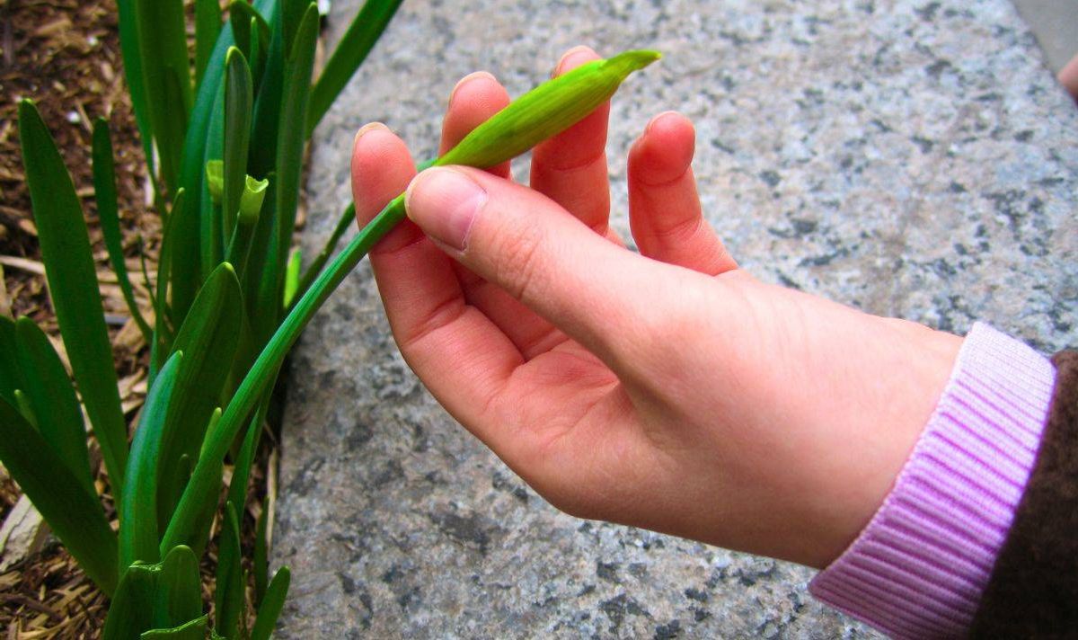 Picture of someone after deadheading a daffodil