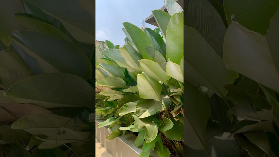 [Landscaping Plants] Calathea Lutea - Transform your Landscape with this Exotic Beauty #landscape