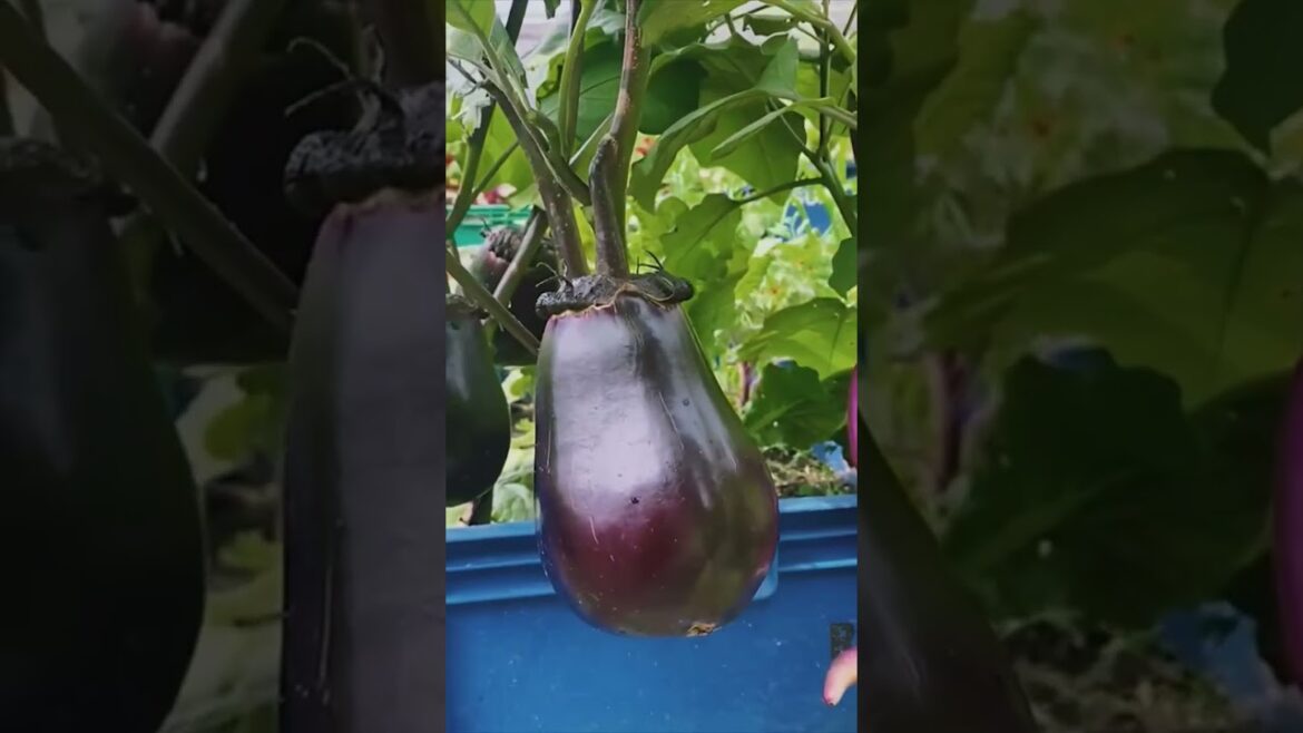 Wow 🤯 Eggplant mitoyo & chinese string #vegetables  #gardening #farming #plants #eggplant