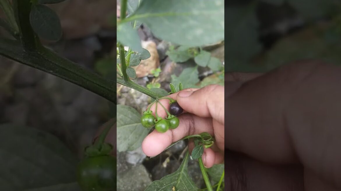plant from kitchen garden #shorts #viral #garden #facts plant from kitchen garden #shorts #viral #garden #facts