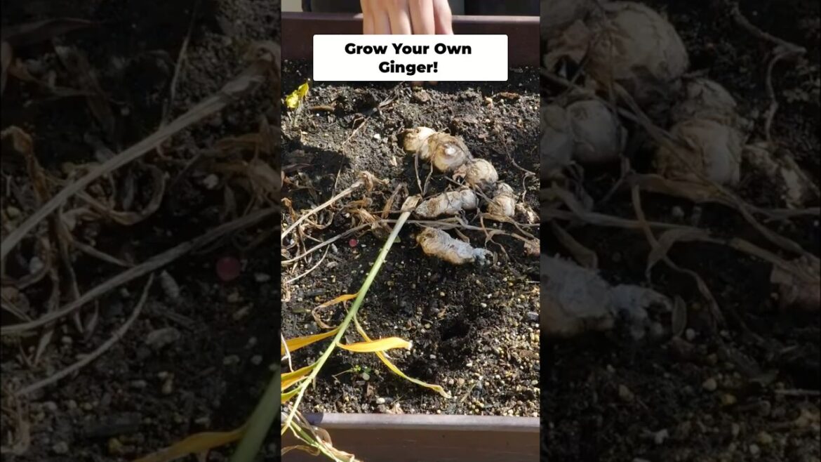 Grow Your Own Ginger! Easy Harvesting Guide for Beginners