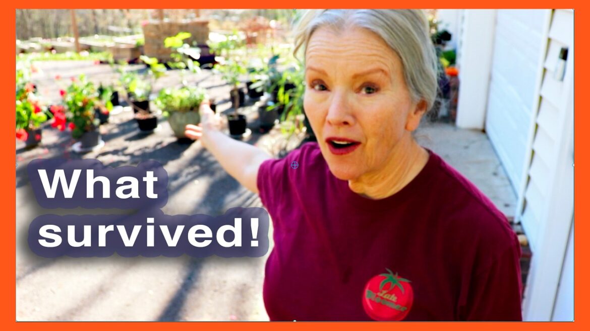 Kaye Kittrell: See what plants survived winter in the garage! See what plants survived winter in the garage!