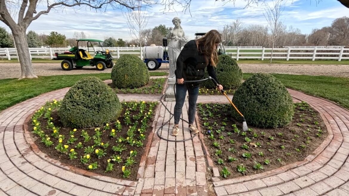 Garden Answer: Planting the Persephone Garden with our Seed Grown Pansy/Violas & Lawn Maintenance w/ Aaron! 🌸🙌🌾 Planting the Persephone Garden with our Seed Grown Pansy/Violas & Lawn Maintenance w/ Aaron! 🌸🙌🌾