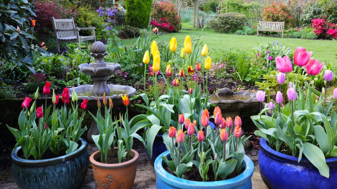 Three jobs gardeners should do this weekend to welcome first weekend of spring Daily Record