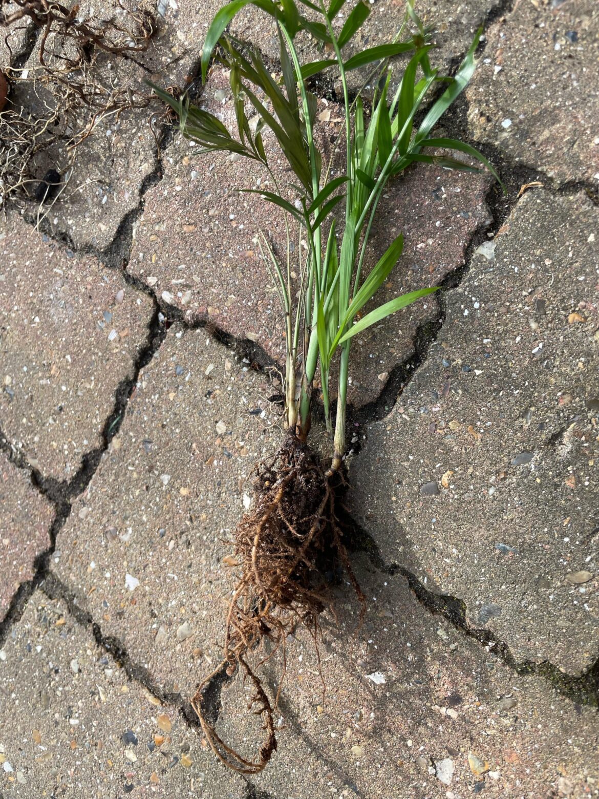 What do I pot this in?