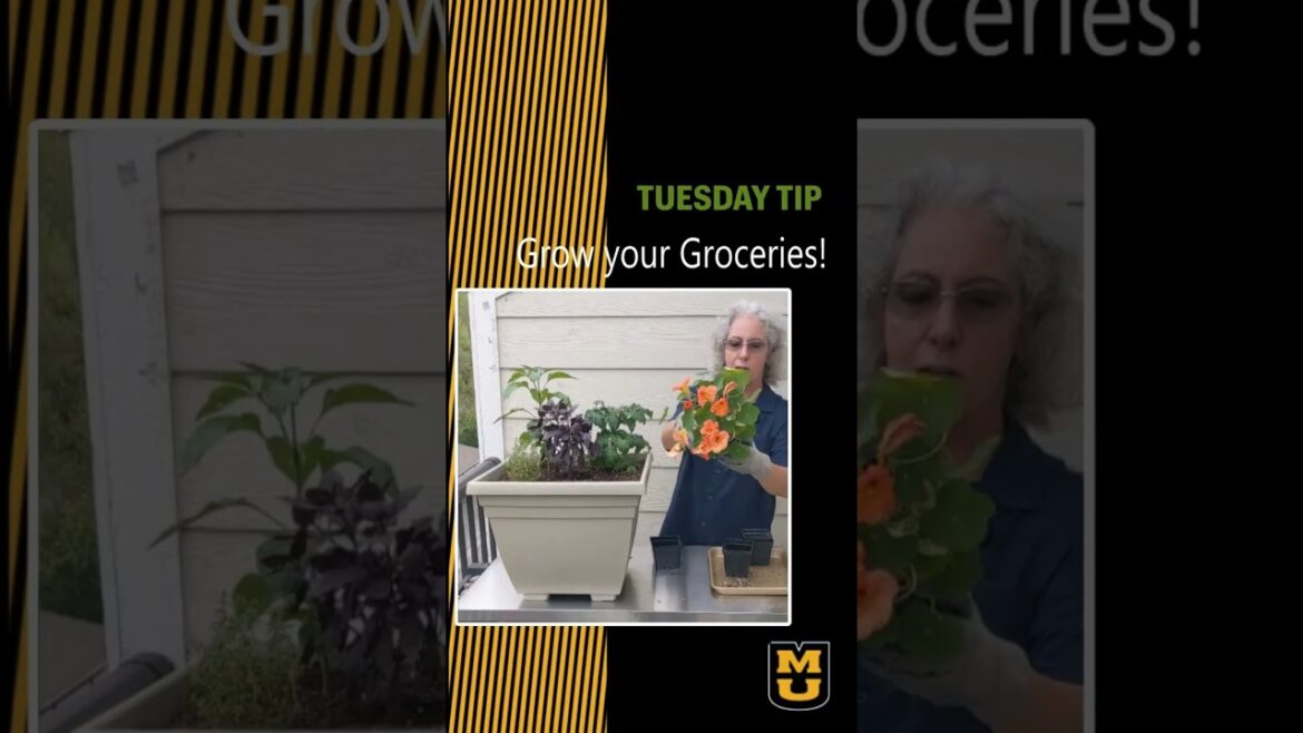 Balcony to Table -- An Edible Potted Garden for Beginners