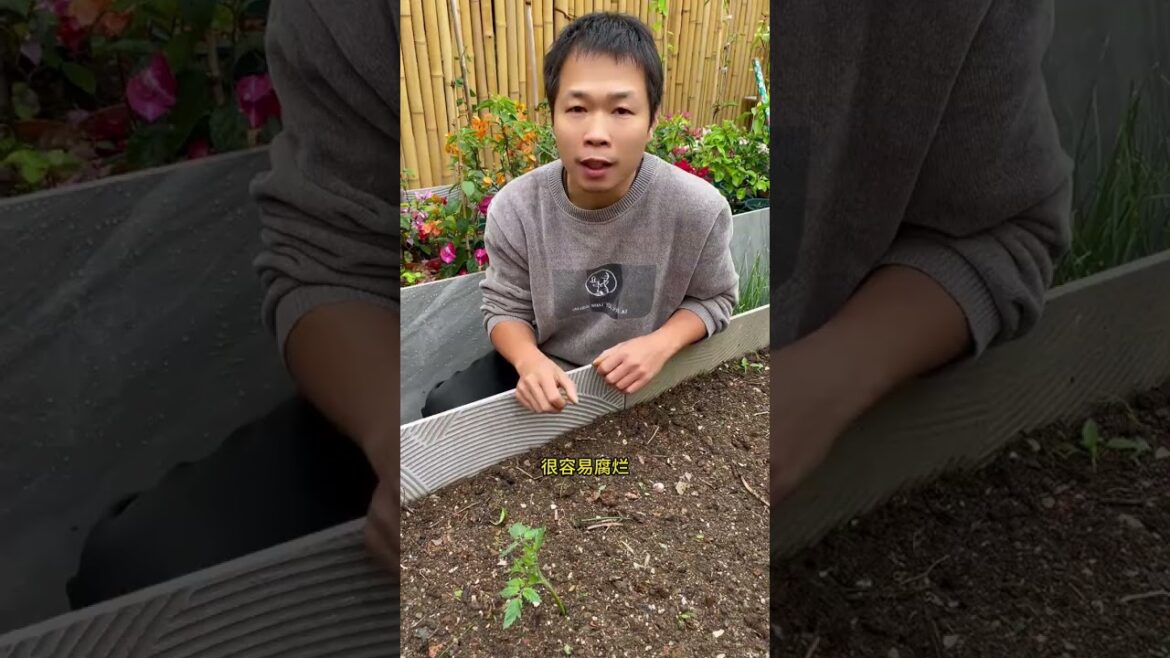 Transform One Tomato into a Bountiful Harvest - Easy Farming Secret