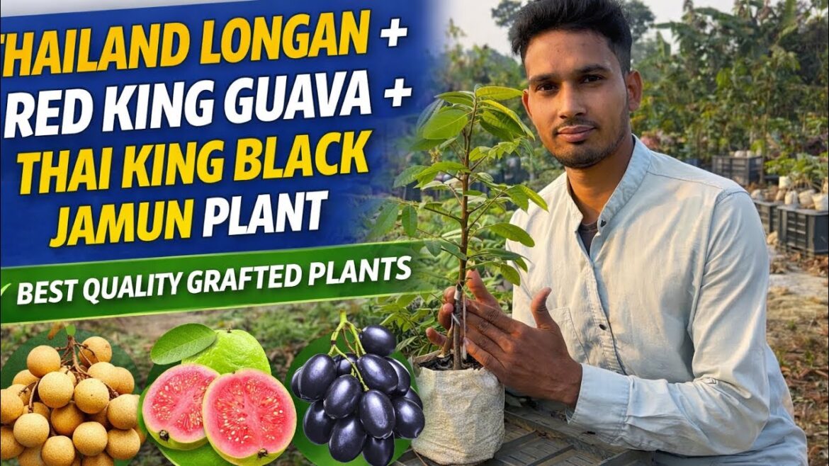 Thailand Longan / Red King Guava / Thai King Black Jamun (Kg-10) || Best Quality Grafted Plants Thailand Longan / Red King Guava / Thai King Black Jamun (Kg-10) || Best Quality Grafted Plants
