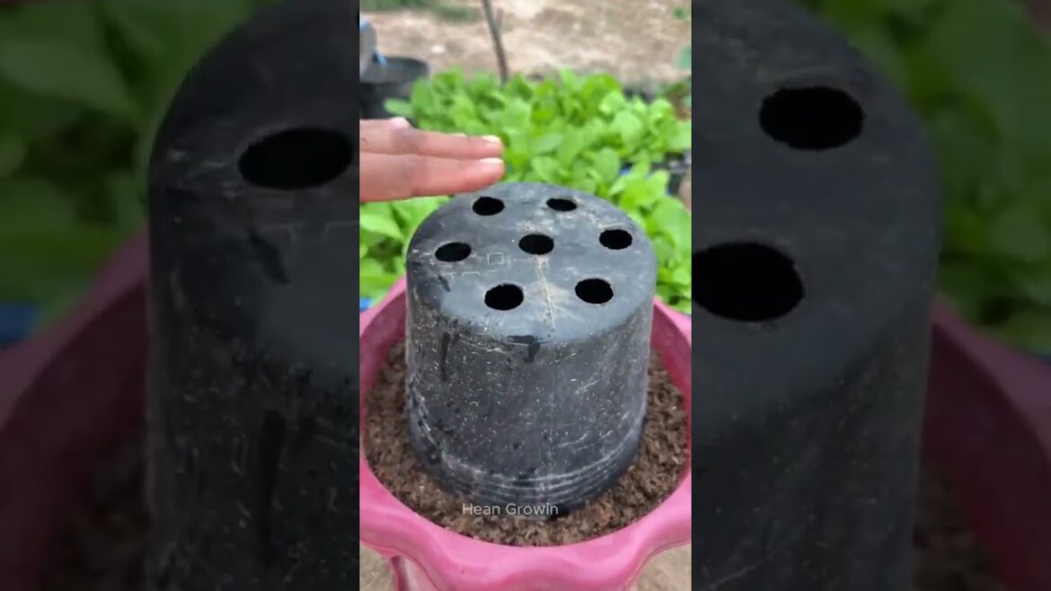 New Idea to Grow Cucumber Plants from Cucumber Fruit | Get Maximum Cucumbers at Home New Idea to Grow Cucumber Plants from Cucumber Fruit | Get Maximum Cucumbers at Home