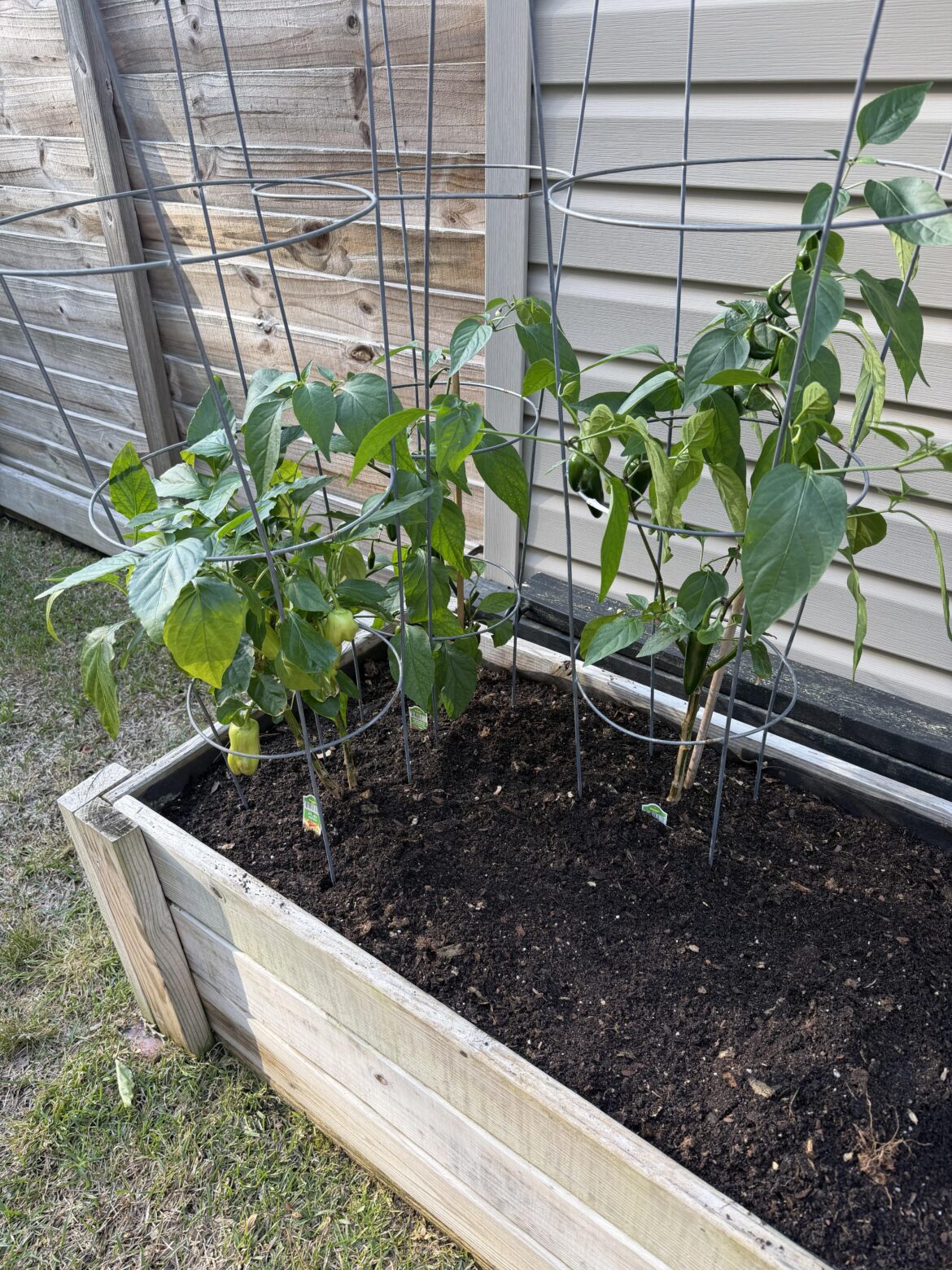 Over wintered peppers for the first time.