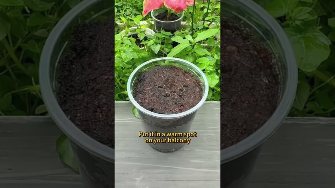 Grow Tomatoes at Home EASY 🍅 (Beginner Friendly Guide!) #tomato #growtomatoes #sustainableliving