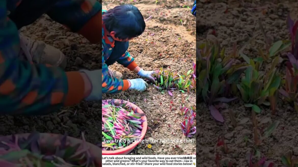 Harvesting Wild Bitter Greens (曲麻菜) by Hand 🌱 Harvesting Wild Bitter Greens (曲麻菜) by Hand 🌱